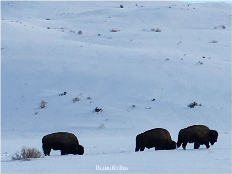 Yellowstone, Here We Come!