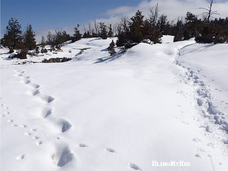 Upper Terrace Snowshoe